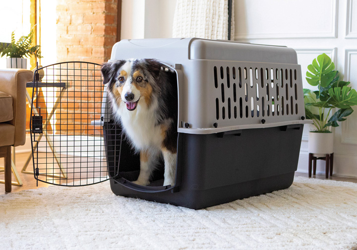 Verifying recycled content in pet products